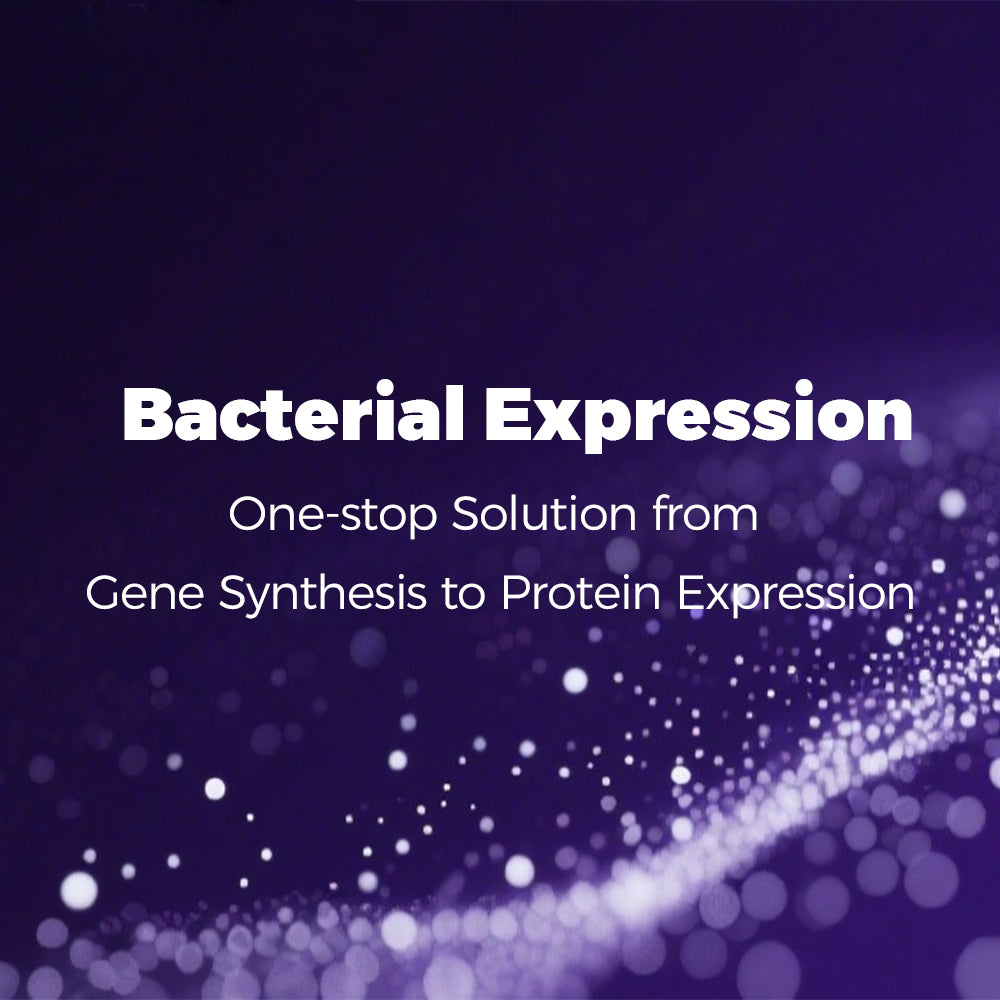 Bacterial Expression