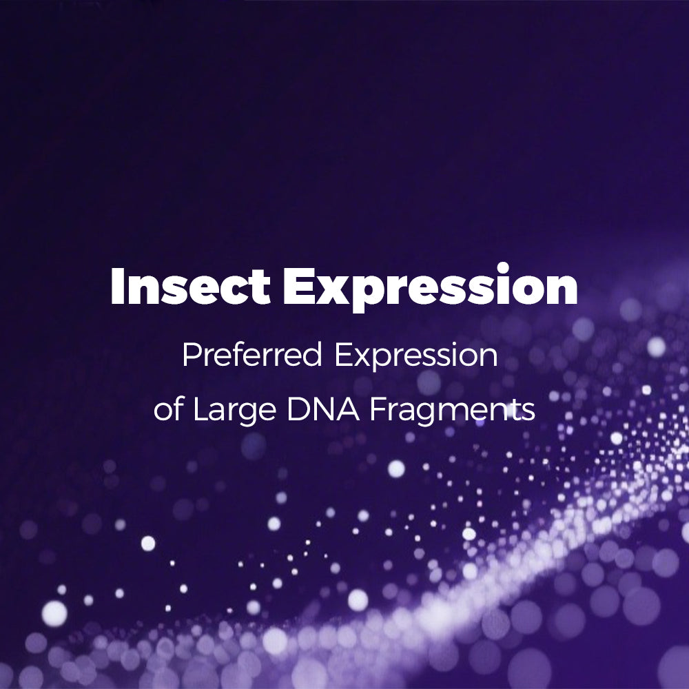 Insect Expression