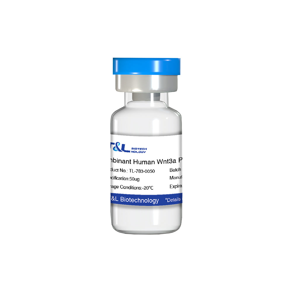 Recombinant Human Wnt3a Protein, 50μg