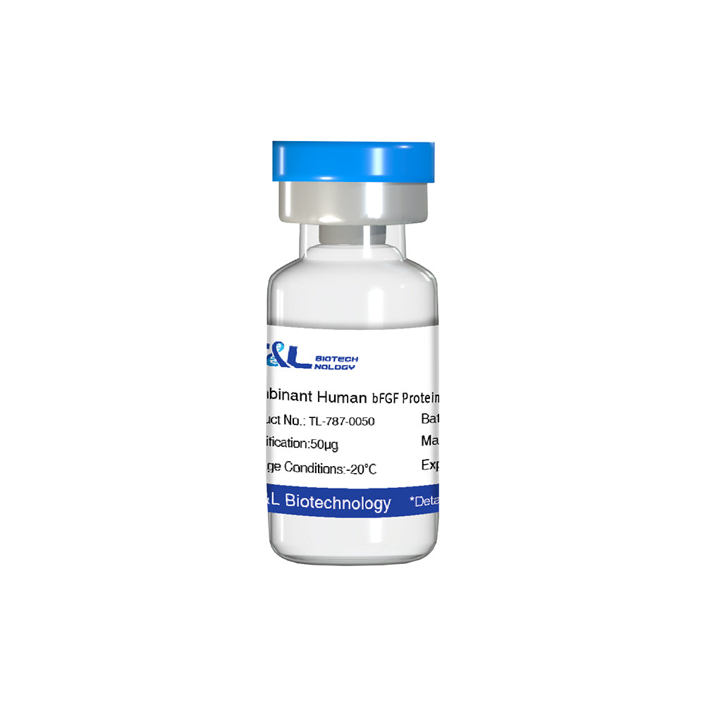 Recombinant Human bFGF Protein（Heat Stable）, 50μg